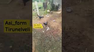 sandai seval asi farm tirunelveli [upl. by Merrow373]