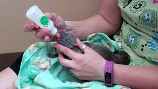 How to take care of newborn puppies [upl. by Benedikt399]