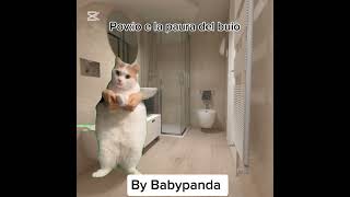 voliamoneiperte meme cat gatti gatto memegatti Non si può non ammettere 🤭 [upl. by Yewed]