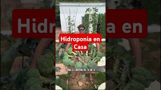 cultivohidroponico hidroponiaencasa huertoecológico hidroponia [upl. by Yentruocal]