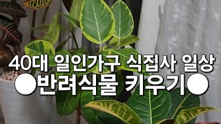 40대 일인가구의 ●반려식물 키우기●각자 이름을 가진 반려식물 집구경 오세요♡ 식집사 반려식물 [upl. by Ladnor]