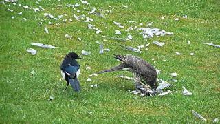 Trapped sparrowhawk gives rescuers the runaround [upl. by Anertak]