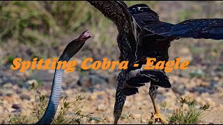 코브라의 독침공격 Spitting Cobra to Eagle Crested Serpent Eagle [upl. by Bendick]