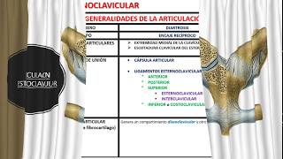 Articulación esternoclavicular [upl. by Alusru796]