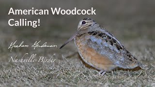 American Woodcock Calling [upl. by Innig]