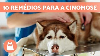 10 REMÉDIOS CASEIROS PARA a CINOMOSE EM CACHORROS 🐶 [upl. by Tra]