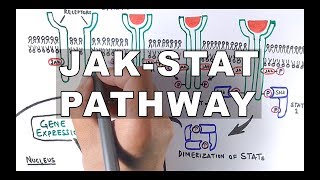 JAKSTAT Signalling Pathway [upl. by Artied545]