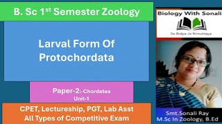 Larval Form of Protochordata  BSc 1st Semester zoology biologywithsonali protochordata [upl. by Guglielma633]