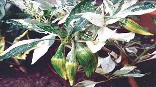 ⟹ Fish Pepper Capsicum annuum PLANT REVIEW pepper [upl. by Kisor577]