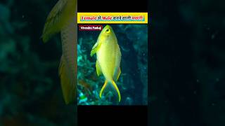 This fish can change her gender ॥ Anthias fish ॥ Virendra Pankaj amazing facts shorts [upl. by Schaeffer]