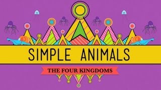 Simple Animals Sponges Jellies amp Octopuses  Crash Course Biology 22 [upl. by Weiss660]