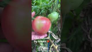 harvesting tomato farm freshharvest vegetables [upl. by Towrey]