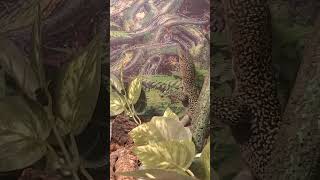 Our New Mangrove Monitor Solomon Island Mangrove Monitor reptiles babyanimal monitorlizard [upl. by Asseram758]