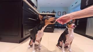 Basenjis Get Fresh Salmon Skin [upl. by Hulda]