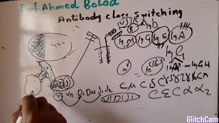 Antibody class switching VDJ recombination [upl. by Assetniuq498]