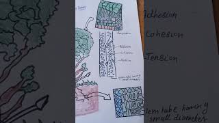 Transport of water in plants Diagram [upl. by Randie]