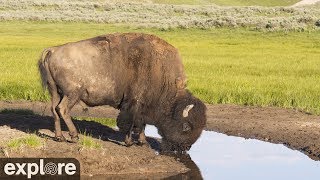 Bison Water Hole  Grasslands National Park powered by EXPLOREorg [upl. by How]