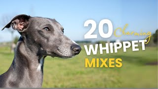 20 Charming WHIPPET Mix Breeds Youll Adore [upl. by Gilges]