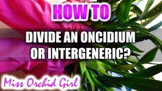 How to divide an Oncidium or Intergeneric [upl. by Faucher]