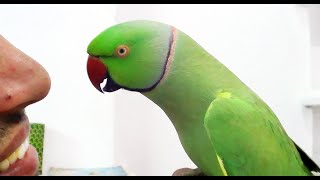 Conversation with my parrotWorlds best Bird [upl. by Laurinda]