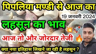 लहसून में आज फिर जोरदार तेजी पिपलिया मंडी today fresh garlic report in India [upl. by Ardnasac]