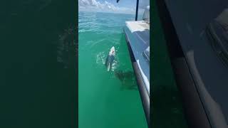 Shark gets eaten by Goliath Grouper 👀😳😳 [upl. by Adiaz]