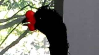 The National AviaryA happy wattled curassow sings [upl. by Dahsar]