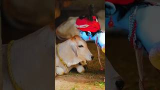 Joy shree Bal Krishan Ji 😌💖💓 Bal Krishan status video ☺️ shorts 2024 viralvideo krishna cow [upl. by Remmer]