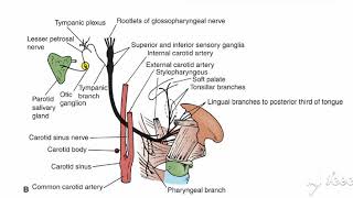 Glossopharyngeal course 2 [upl. by Atenek]