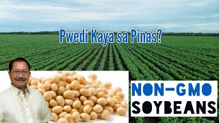 NonGMO Soybeans Trials  Soybeans Farming Could Be Profitable in the Philippines [upl. by Saduj442]