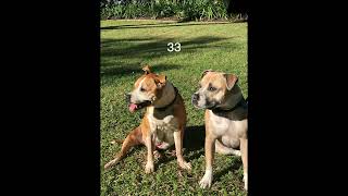 What breed it your dog ❤️❤️ staffies happydog dogtraining pets happydogtraining [upl. by Glassman]