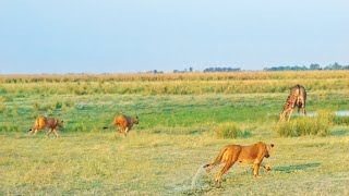 20 Lions Surprise a Drinking Giraffe [upl. by Simon]