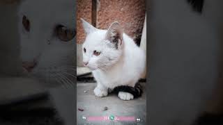 🐱You are my hunny bunny billi 😶‍🌫️ cute little cat [upl. by Atinehc]