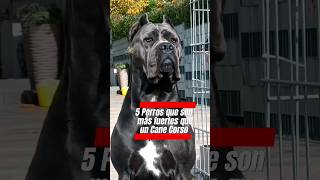 🔥LOS 5 PERROS mas FUERTES que un CANE CORSO perros [upl. by Applegate341]