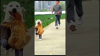 Funny Animals 2024 😂 Best Funny dog amp cat Moments 🐶🐱 14 shorts [upl. by Huff]