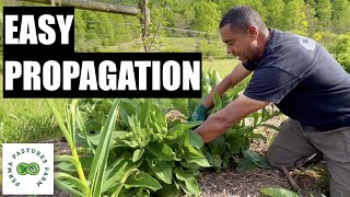 How To Easily Propagate Your Comfrey [upl. by Eetsud]