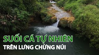 Suối cá tự nhiên trên lưng chừng núi VTC14 [upl. by Ettevroc]