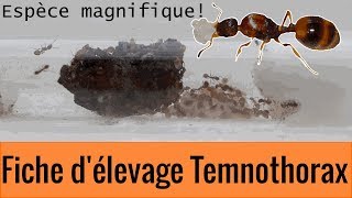 Fiche délevage Temnothorax complète  Fiches délevage 1 [upl. by Yelrebmyk447]