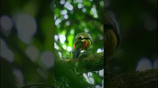 Bird Wildlife Beautiful Bird on Earth  Jungle Bird [upl. by Nurse]