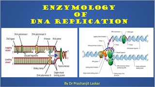 Enzymology of DNA Replication [upl. by Sale]