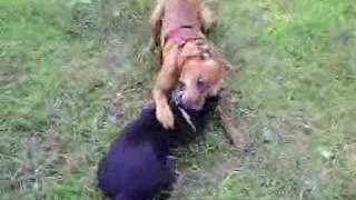 Boxer vs Staffordshire Bull Terrier [upl. by Ramas898]