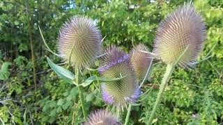 Discover the beauty of Wild Teasel  prickly yet mesmerizing [upl. by Glass]