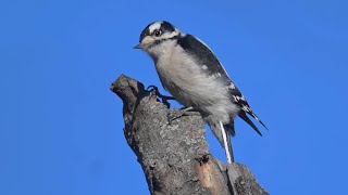 Dryobates pubescens DOWNY WOODPECKER foraging flying 9086155 [upl. by Bruis]