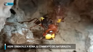 Vespe orientalis a Roma il naturalista quotBasta allarmismiquot [upl. by Pachston]