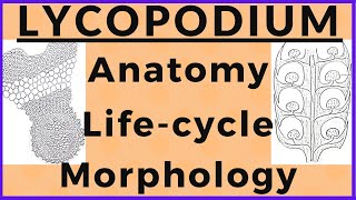 Lycopodium Pteridophyte Plant Morphology Anatomy Biological Life cycle Diagram  Plant Kingdom [upl. by Charbonnier]