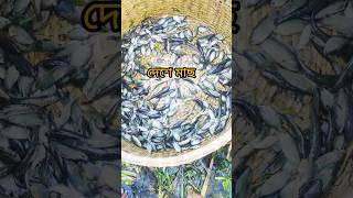 fishing small fish youtubeshorts fish shots ytshorts youtube fishingvideo fishing [upl. by Sabec]