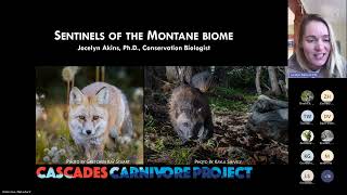 Status and food habits of endangered Cascade red fox and wolverine at Mount Rainier National Park [upl. by Alohcin]