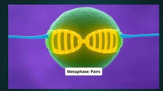 Meiosis Explained in 2 Minutes [upl. by Delores]