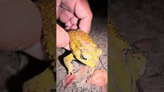 Toad frog sound toad viral frog froglife virallife sounds samantha videoshort [upl. by Arimlede]