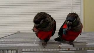 Crimson Bellied Conures learning tricks [upl. by Lleryd741]